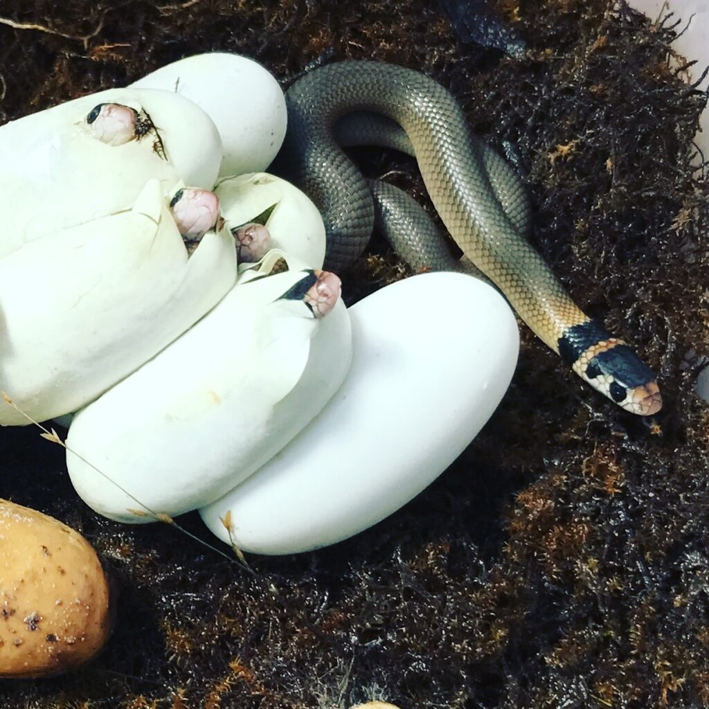 Snakes hatching out in the Adelaide Hills