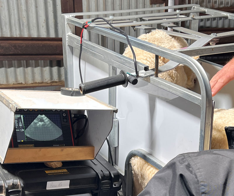 Scanning for pregnancy in sheep with ultrasound scanner