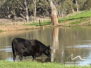 Angus Cow standing in a dam near Littlehampton in the Adelaide Hills