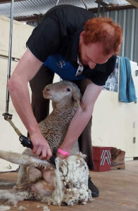Jono's Sheep Shearing